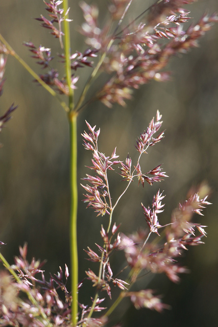 Agrostide capillaire
