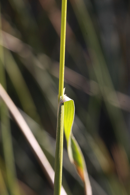 Agrostide capillaire