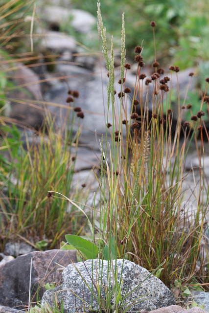 Agrostis exarata