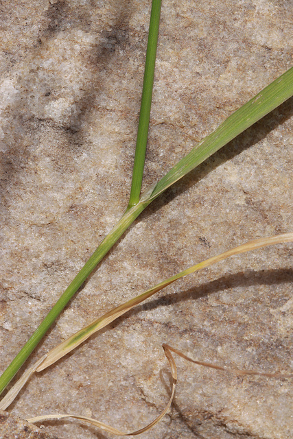 Agrostis exarata