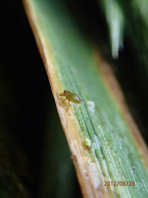 Agrostis exarata