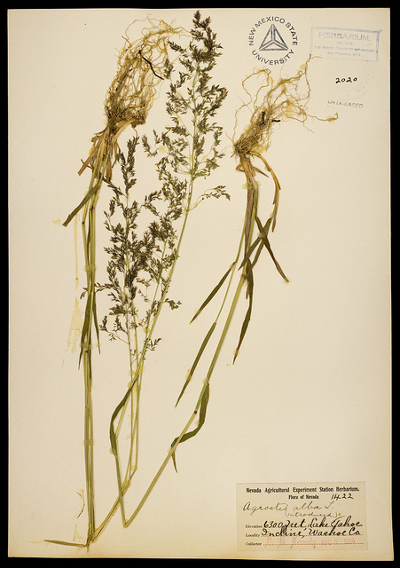 Agrostide géante (Agrostis gigantea)