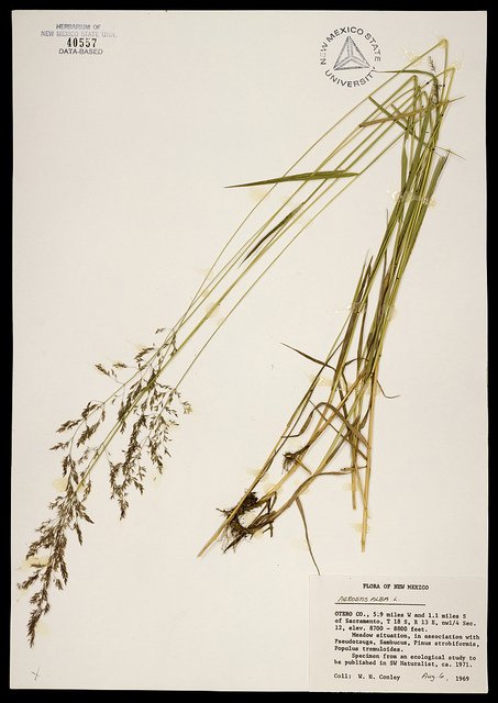 Agrostide géante