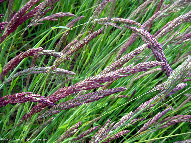 Agrostide géante