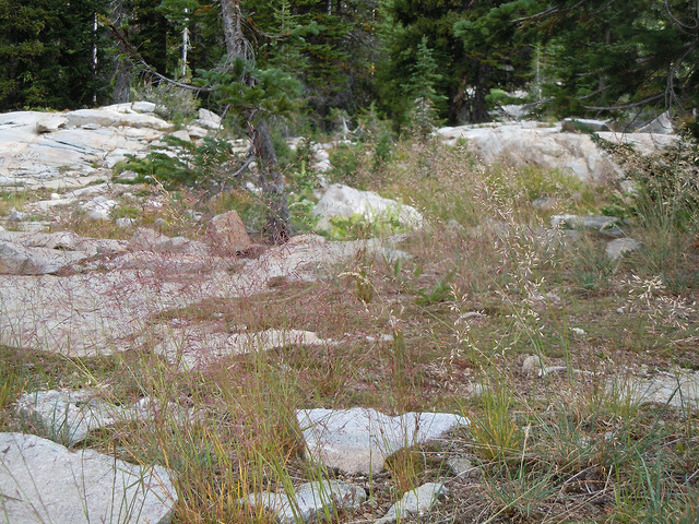 Agrostis idahoensis