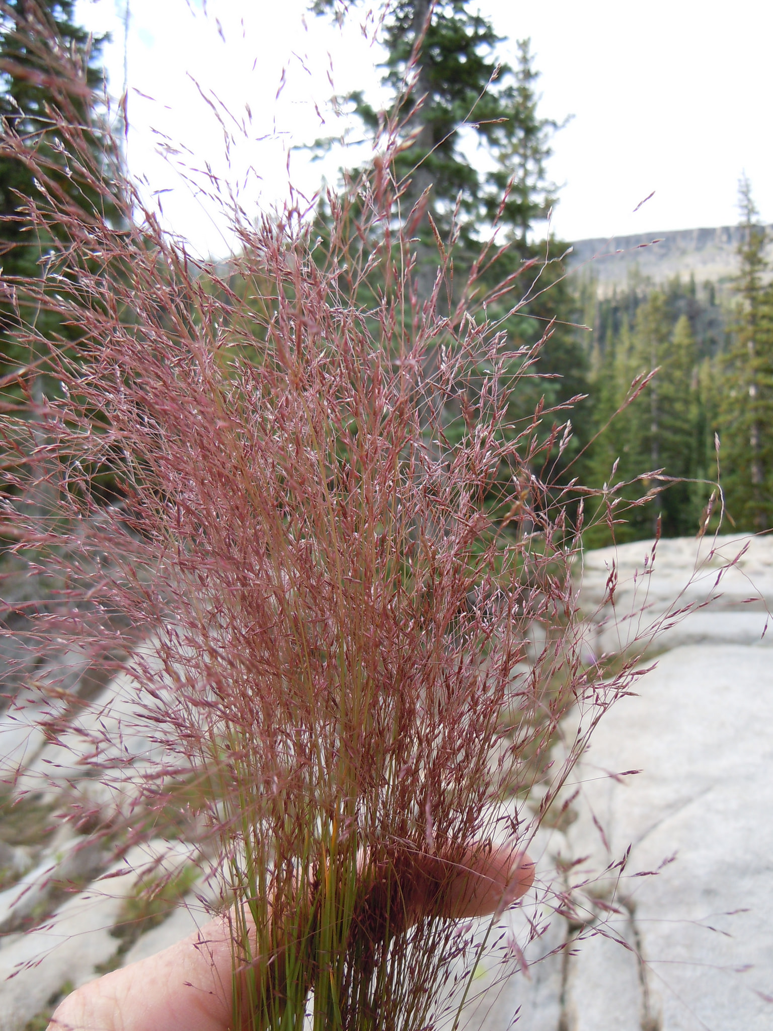Agrostis idahoensis