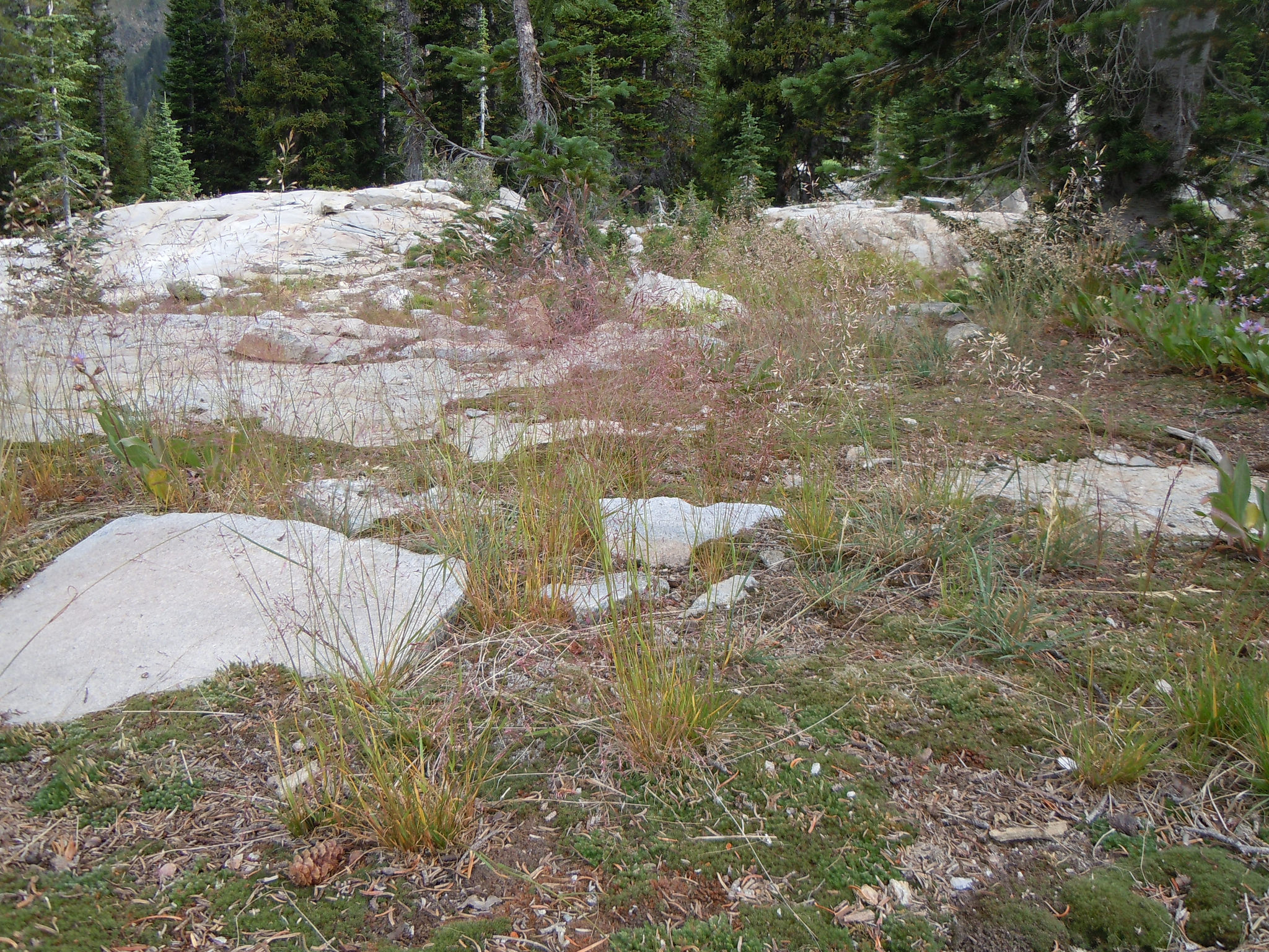 Agrostis idahoensis