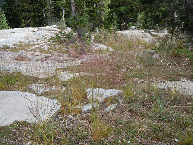 Agrostis idahoensis