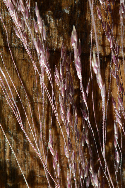 Agrostis idahoensis