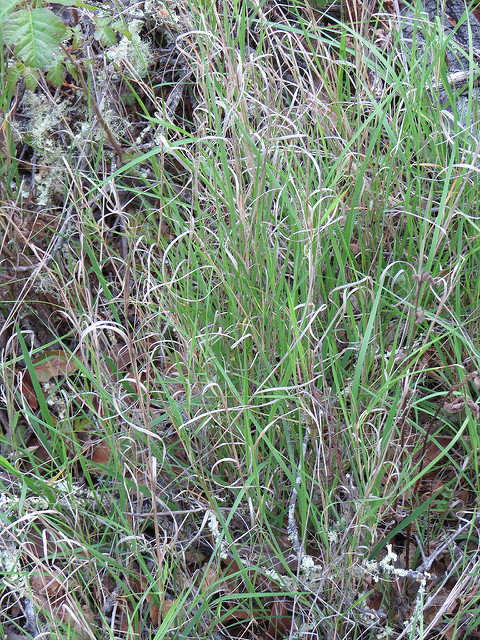 Agrostis pallens
