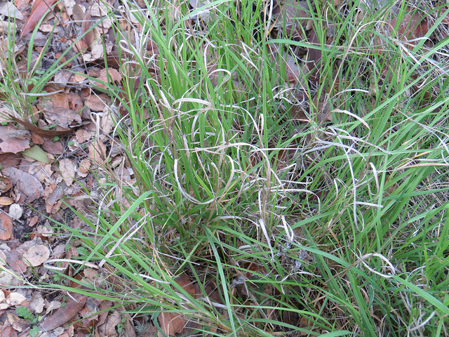 Agrostis pallens