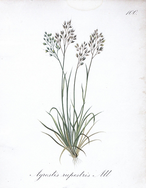 Agrostide des rochers (Agrostis rupestris)