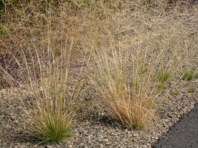 Agrostide scabre (Agrostis scabra)