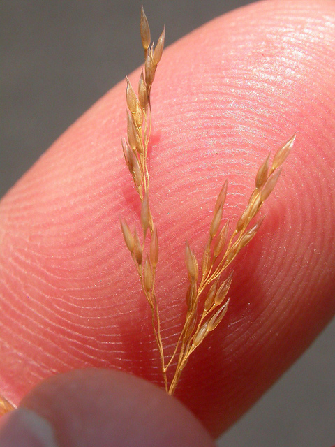 Agrostide scabre