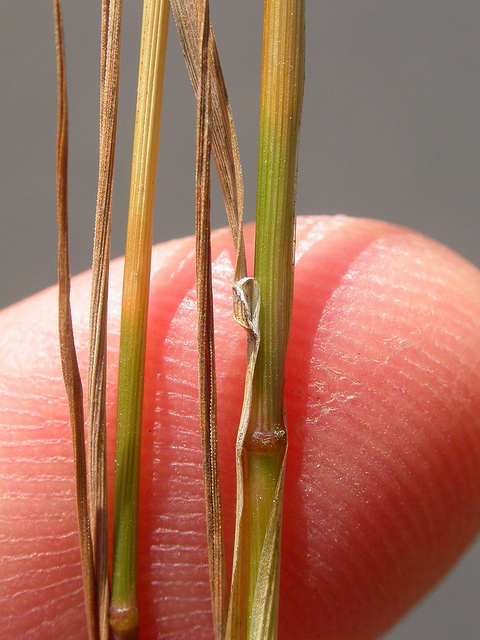 Agrostide scabre