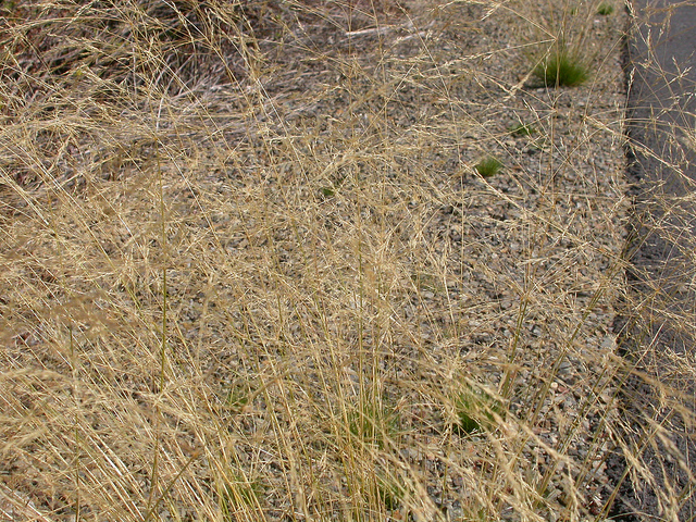 Agrostide scabre
