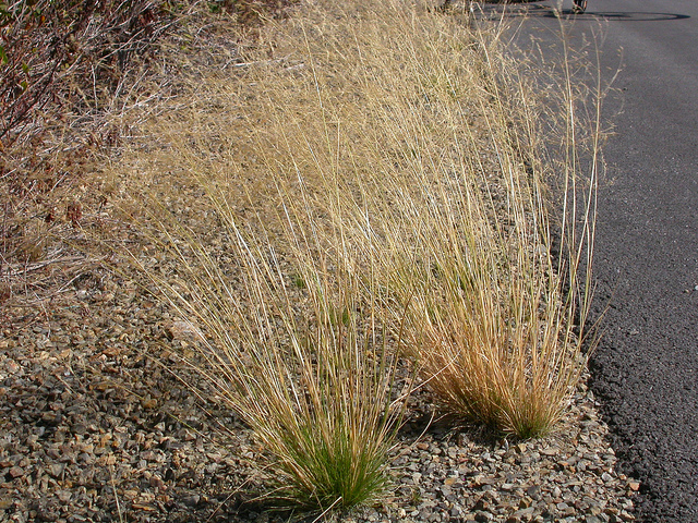 Agrostide scabre