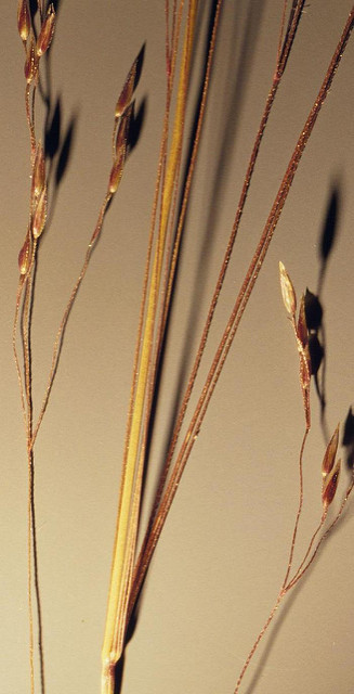 Agrostide scabre