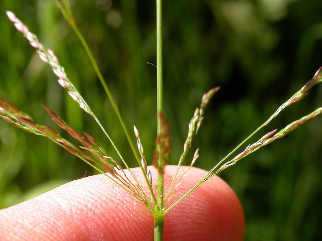 Agrostide blanche