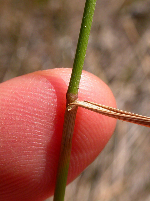 Agrostide blanche