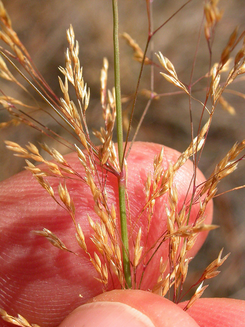 Agrostide blanche