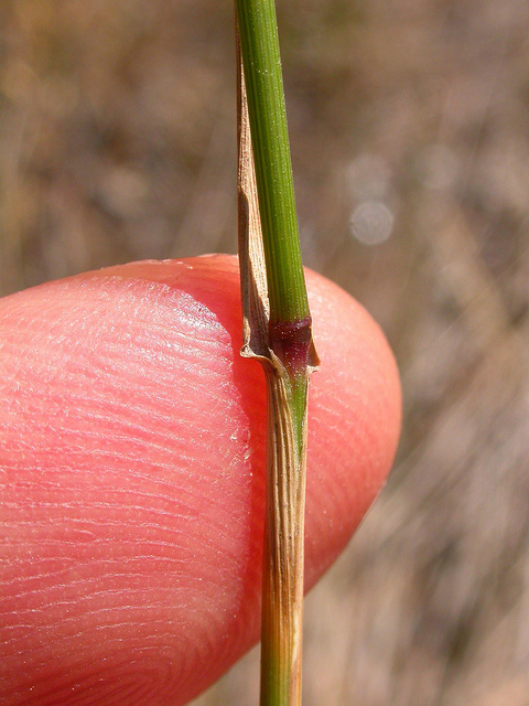 Agrostide blanche
