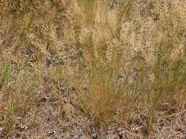 Agrostide blanche (Agrostis stolonifera)