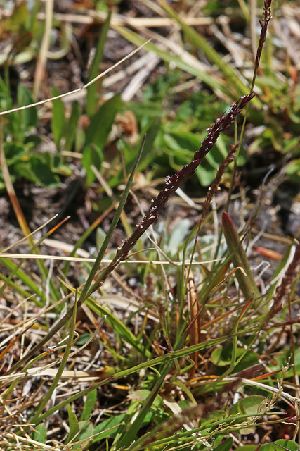 Agrostis variabilis