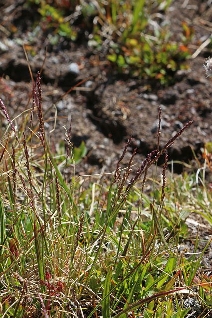 Agrostis variabilis