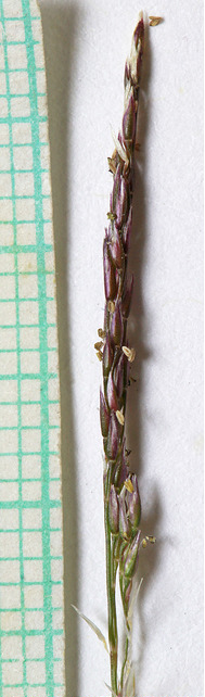 Agrostis variabilis