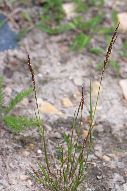 Agrostis variabilis