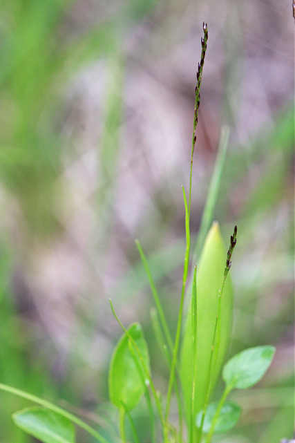 Agrostis variabilis