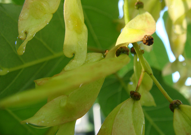 Ailante glanduleux (Ailanthus altissima)