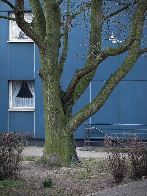 Ailante glanduleux