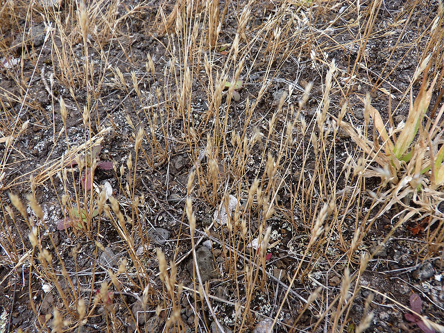 Aïra précoce (Aira praecox)