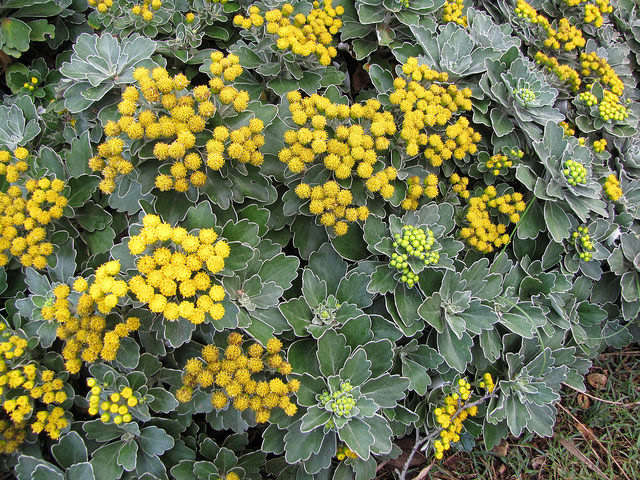 Ajania (Ajania pacifica)