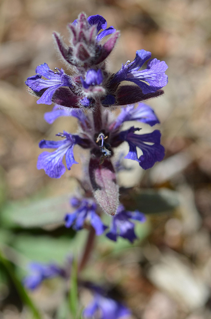 Ajuga australis