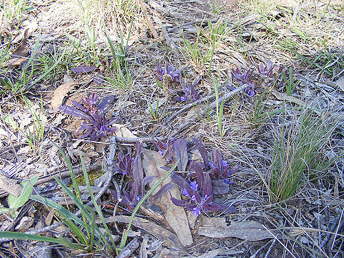 Ajuga australis
