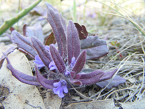 Ajuga australis