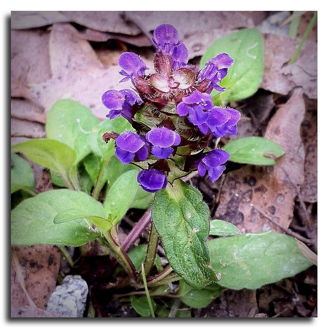Ajuga australis