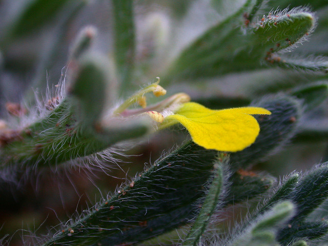 Bugle petit-pin