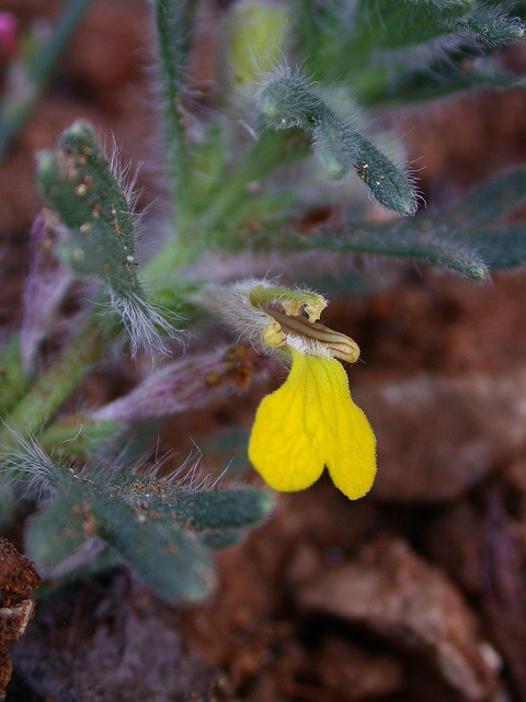 Bugle petit-pin