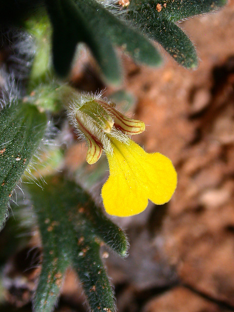 Bugle petit-pin
