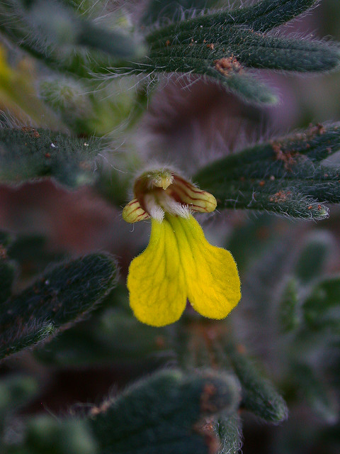 Bugle petit-pin