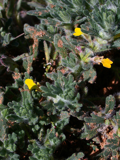 Bugle petit-pin