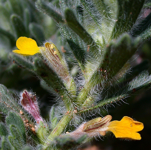 Bugle petit-pin (Ajuga chamaepitys)