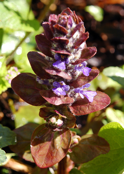 Bugle de genève