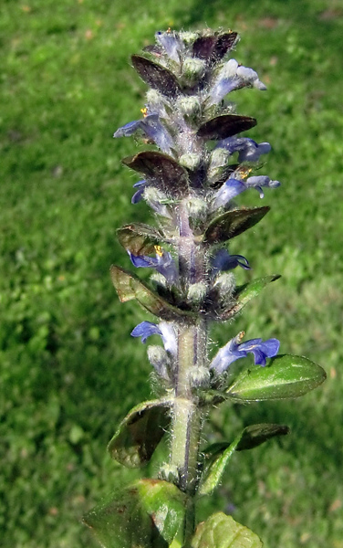 Bugle de genève