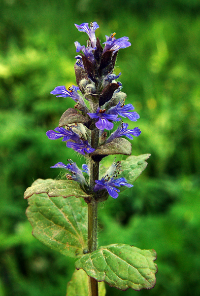 Bugle de genève