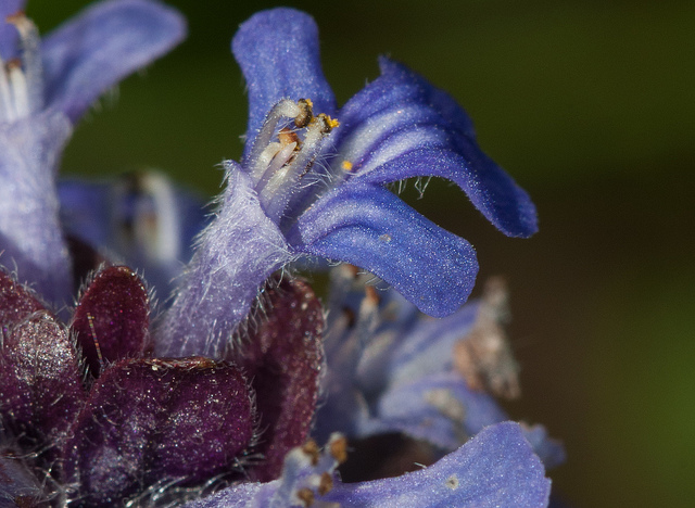 Bugle de genève (Ajuga genevensis)
